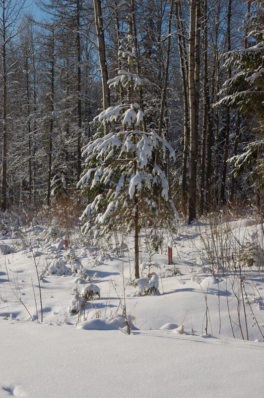 DSC_2540.jpg