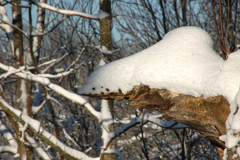 DSC_2582.jpg