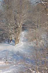 DSC_2563.jpg