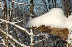 DSC_2582.jpg
