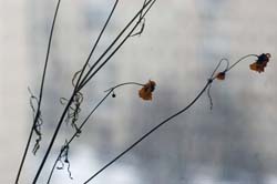 -11 + Pentax k100d